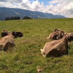 Milchkühe auf der Weide