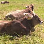 Allgäuer Kühe mit Kuhglocke