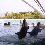 Orca Show im Loro Parque auf Teneriffa
