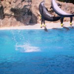 Delphin-Show im Loro Parque auf Teneriffa