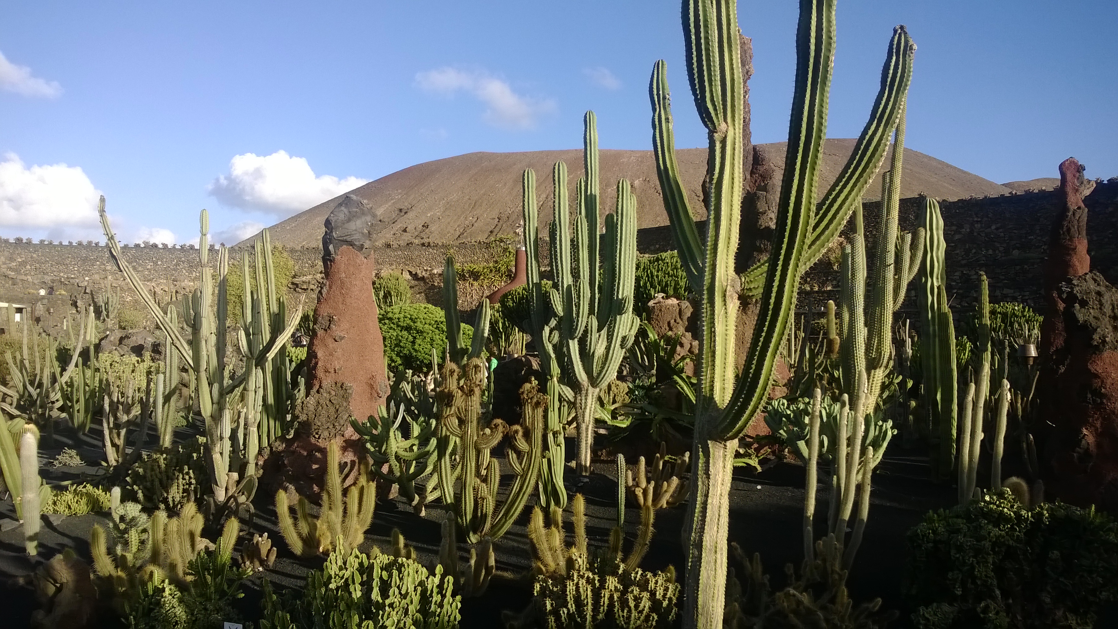 Großen Kakteen im Kaktusgarten
