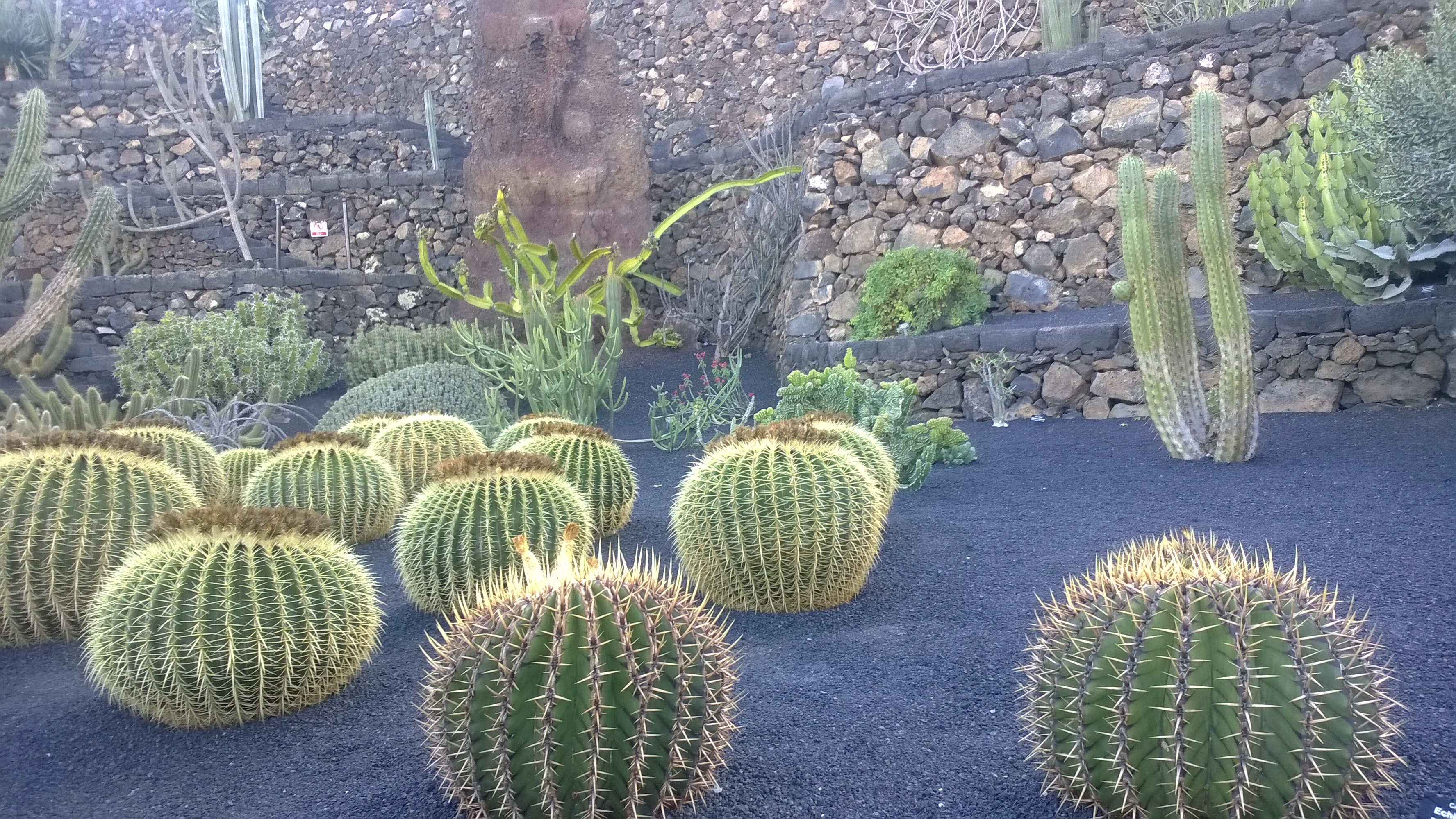 Kaktusexemplare im Kaktusgarten