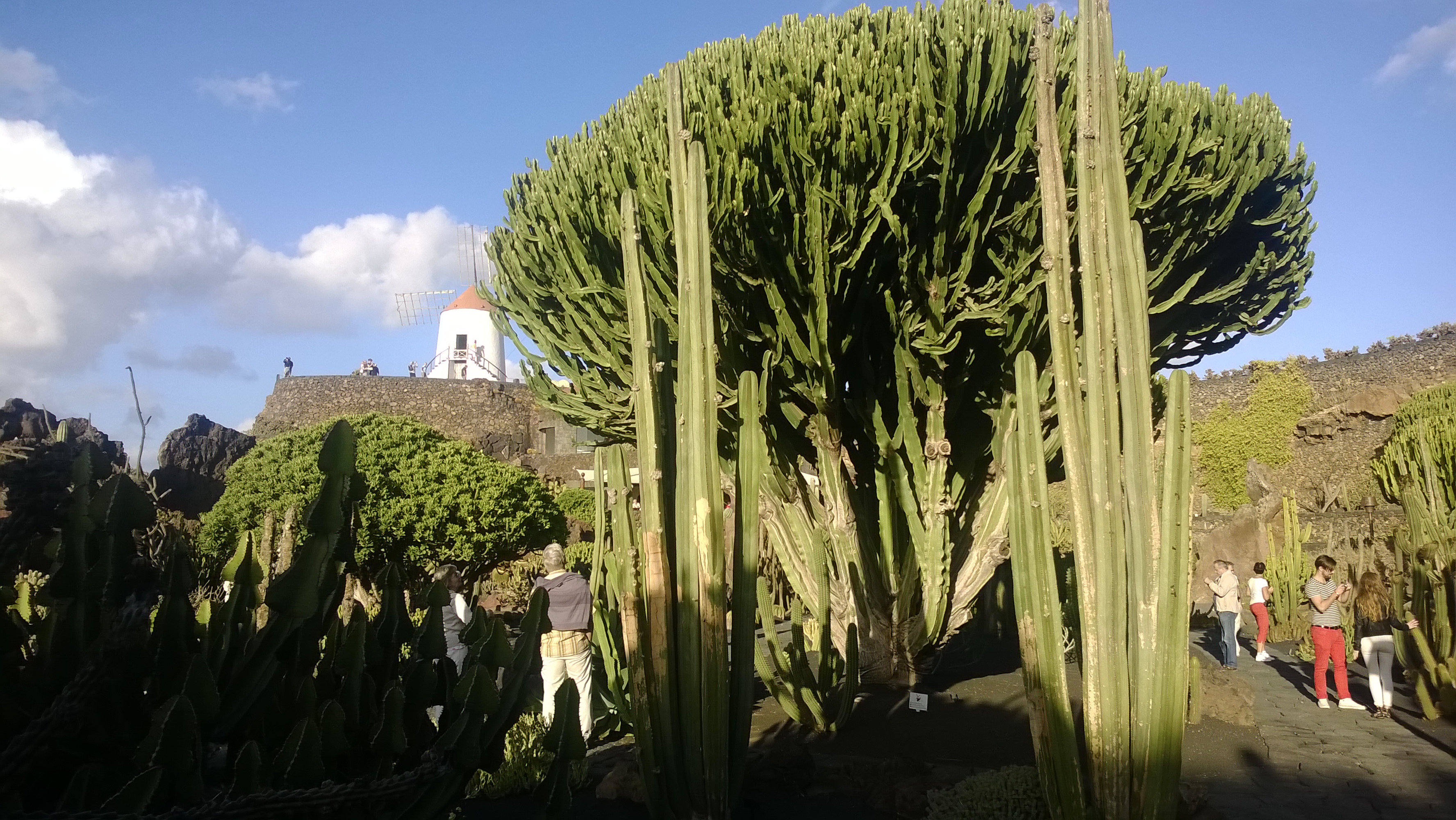 Kaktusbäume im Kakteengarten