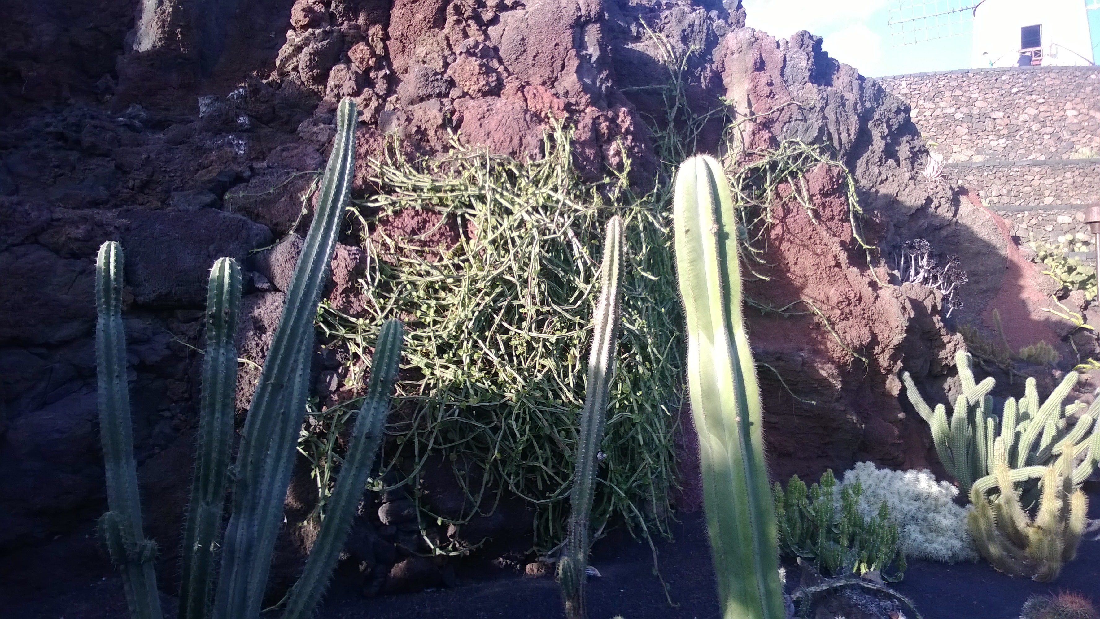 Kaktus im Kaktusgarten
