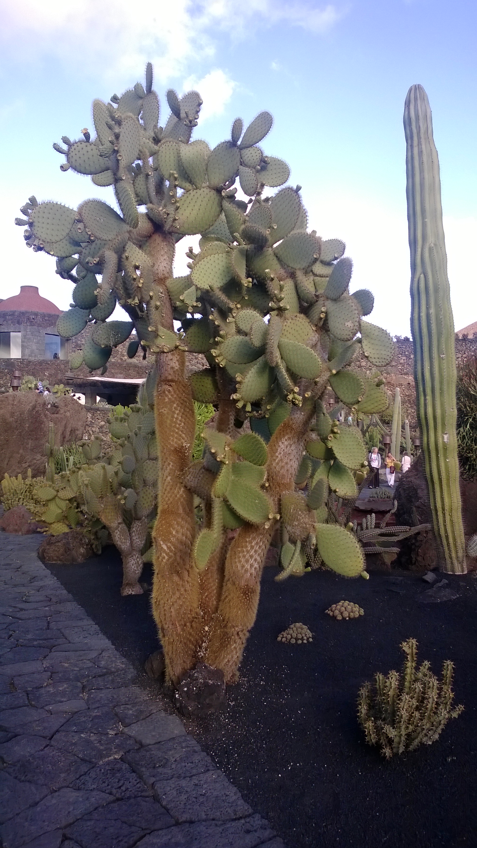 Großer Kaktus im Kaktusgarten