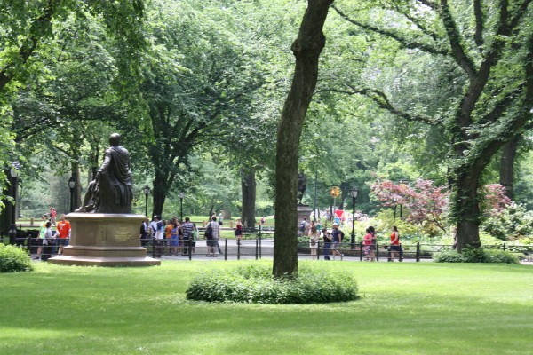 Bäume und Freiflächen im Central Park
