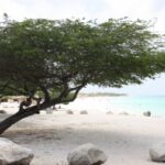 Typischer Divi-Divi-Baum auf Aruba
