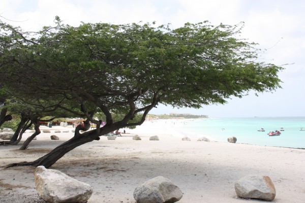 Typischer Divi-Divi-Baum auf Aruba