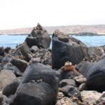 Felsen an der Nordküste von Aruba