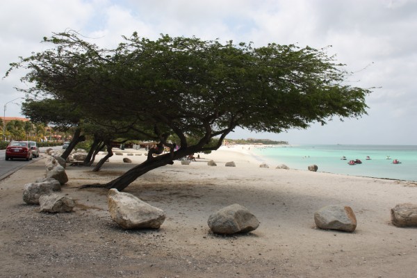 Divi Divi-Baum am Strand von Aruba