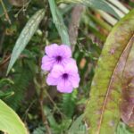 Blumen im Kontiki Beach Resort Curacao