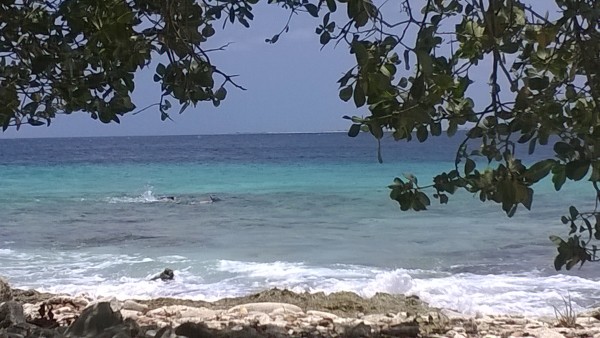 Tauchen und Schnorcheln rund um Bonaire
