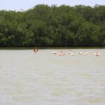 Flamingos in freier Wildbahn auf Bonaire