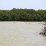 Flamingo-Familie in Süden von Bonaire