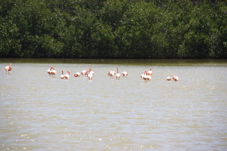 Flamingos im Pekelmeer