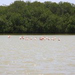 Flamingos in den Salzseen auf Bonaire