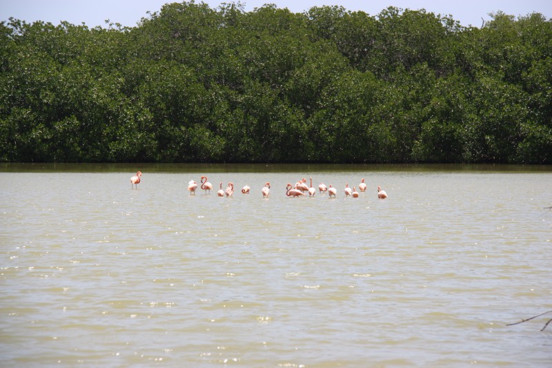 Flamingos in den Salzseen auf Bonaire