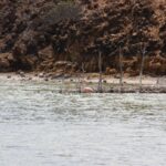 gut getarnter Flamingo im Gotomeer