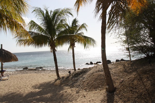 Palmenstrand im Plaza Resort Bonaire