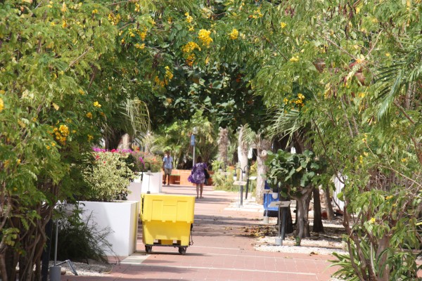 Botanik im Plaza Resort Bonaire