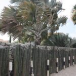 Kakteenhecke auf Bonaire