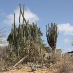 Wilde Kakteen auf Bonaire