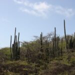 Säulen- und Kandelaberkakteen auf Bonaire