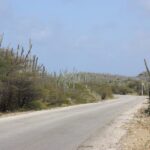 Kakteen am Straßenrand auf Bonaire