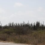 viele Kakteen auf Bonaire