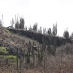 Kakteen in freier Natur auf Bonaire