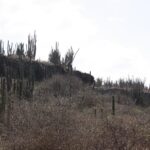 Kakteenhang auf Bonaire