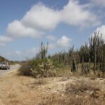Straße durch den Kakteenwald auf Bonaire
