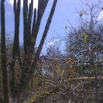 Kakteen-Fauna auf Bonaire