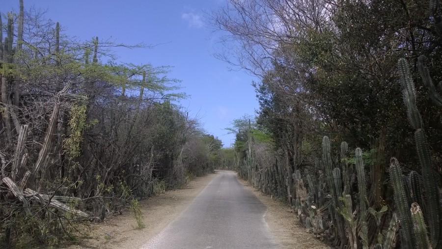 Kakteen säumen auf Bonaire die Straßen