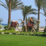 Kamelreiten im Hotelressort in Ägypten