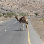 Kamele - Hindernisse im Straßenverkehr